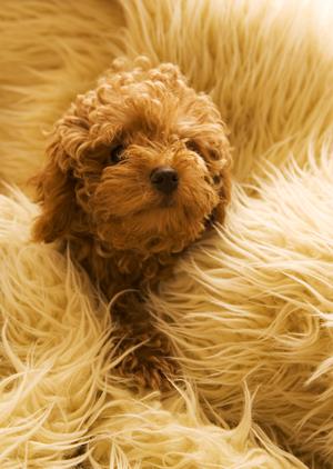 池袋でお酒も楽しめる猫カフェです