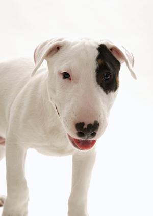 ペット訪問火葬をさいたま市で行う