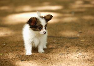 トイプードルを販売するサイトはある?