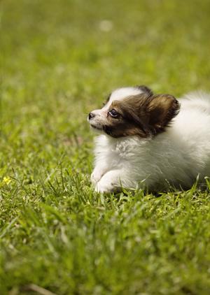 伊勢原にある動物病院でも人気がある
