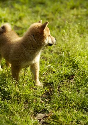 「愛するペットのためのトリミングガイド:健康と美しさを両立させる秘訣」