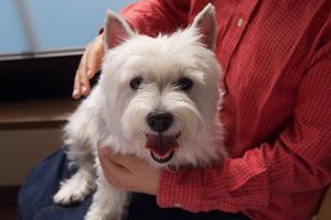 ペットみらいの療法食ペットフード