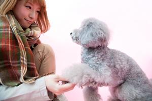 良血ビションフリーゼが適正価格のお店