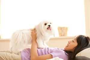 専用の治療室を構える犬の歯医者