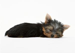 信頼と実績のシロアリ駆除サービス|アサンテで即日対応、土日祝日も対応可能