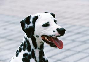 ベタつきにくい犬用肉球クリーム