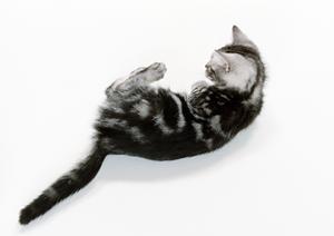 葬儀の流れも分かる松山市のペット葬儀