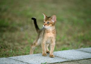 ティーカッププードルを扱う関西のお店