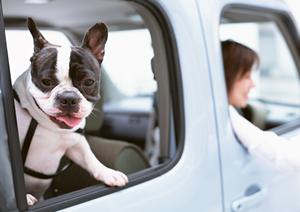 ペット保険への加入を検討するなら